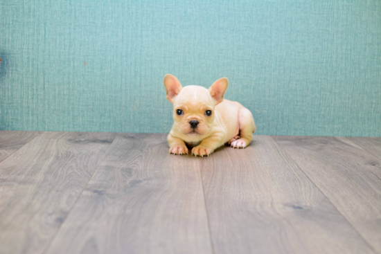 Akc Registered French Bulldog Baby