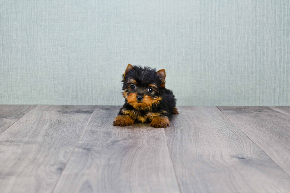 Meet Heidi - our Yorkshire Terrier Puppy Photo 