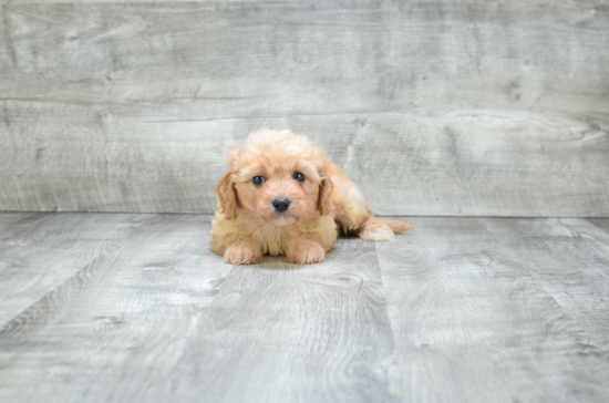 Fluffy Cavachon Designer Pup