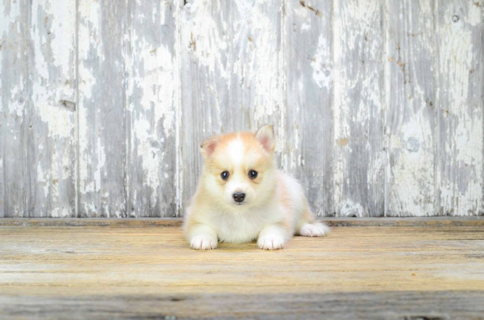 Pomsky Pup Being Cute