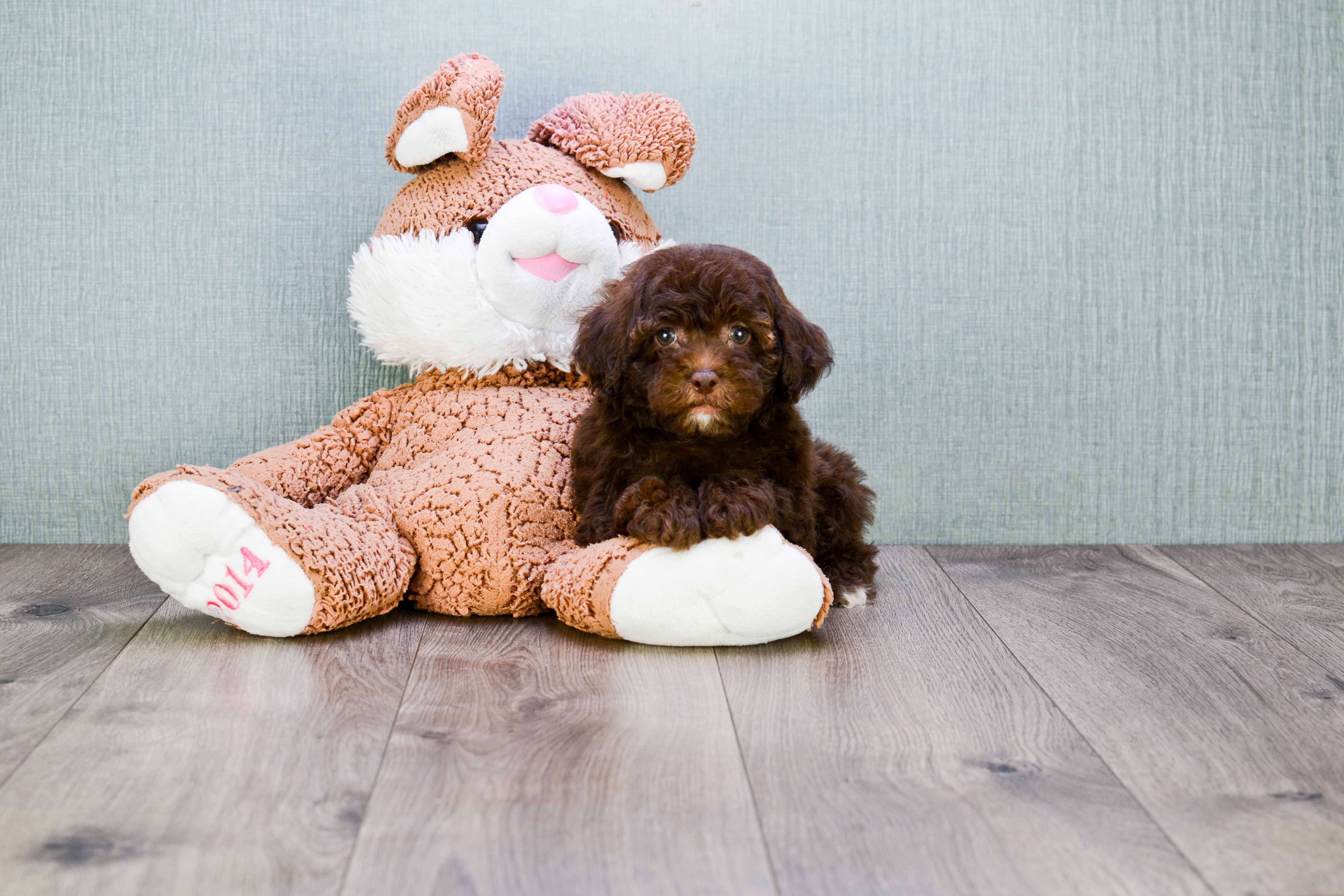 Cavapoo Pup Being Cute