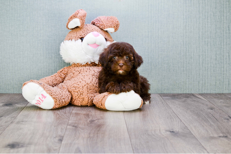 Cavapoo Pup Being Cute