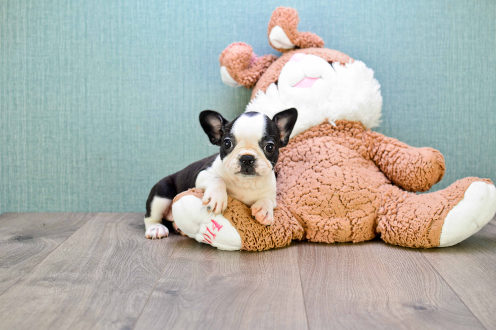 Small French Bulldog Purebred Pup