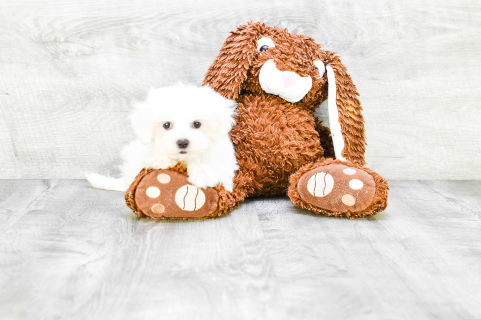 Little Maltese Baby