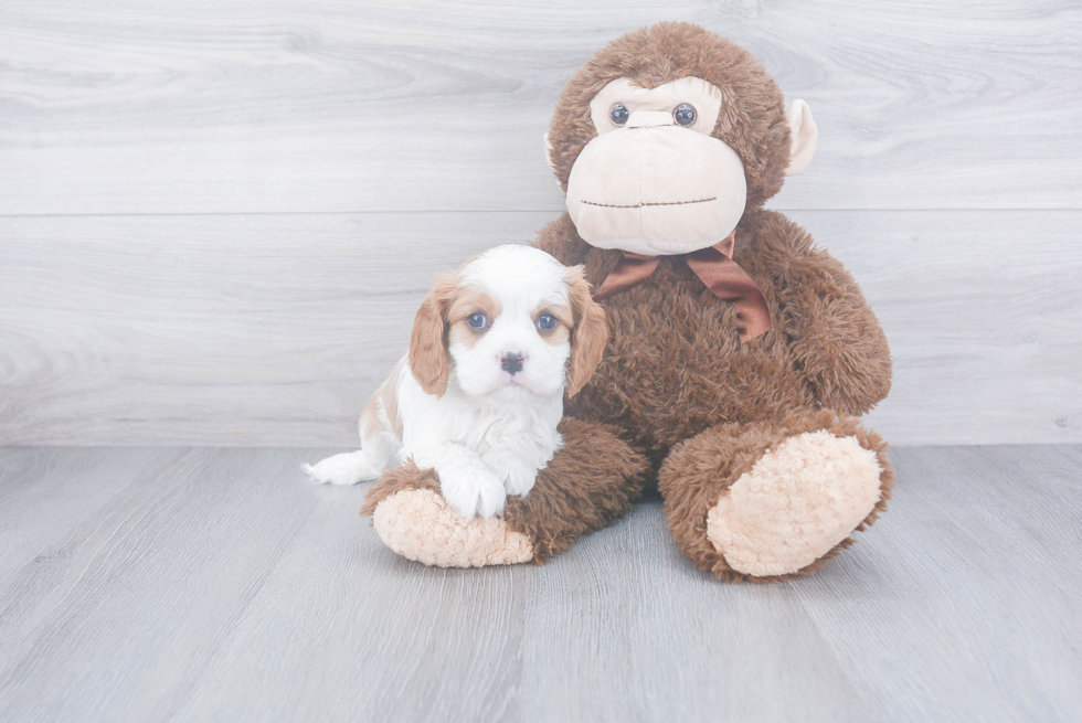 Energetic Cavalier King Charles Spaniel Purebred Puppy