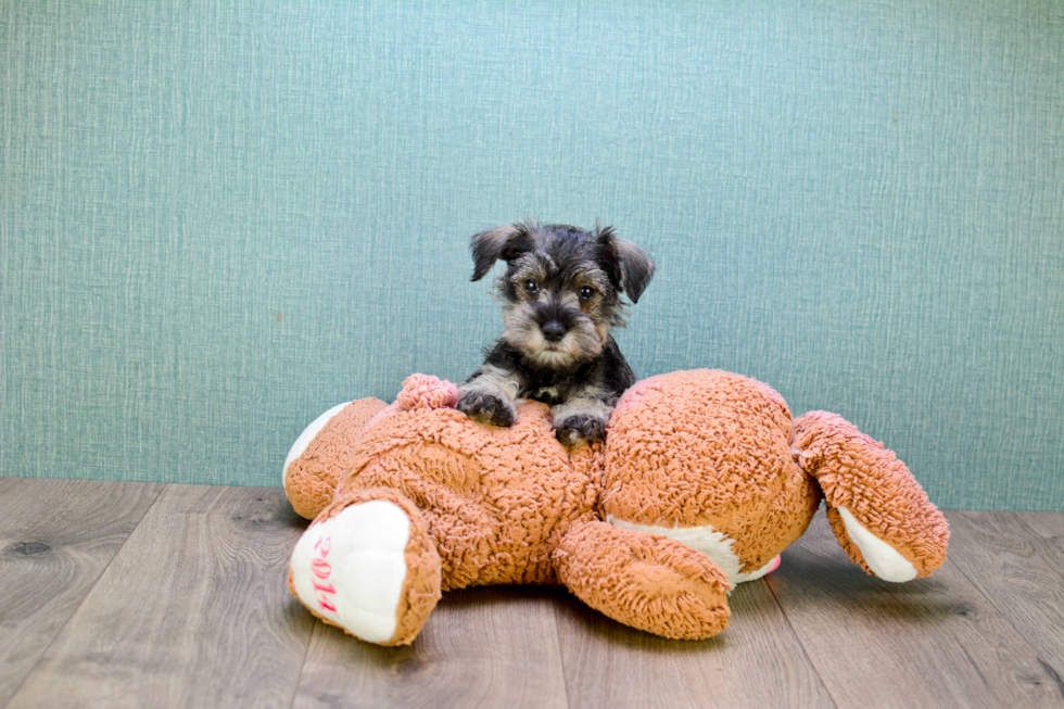 Mini Schnauzer Pup Being Cute