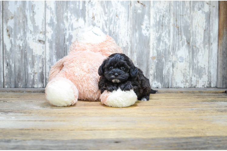 Teddy Bear Puppy for Adoption