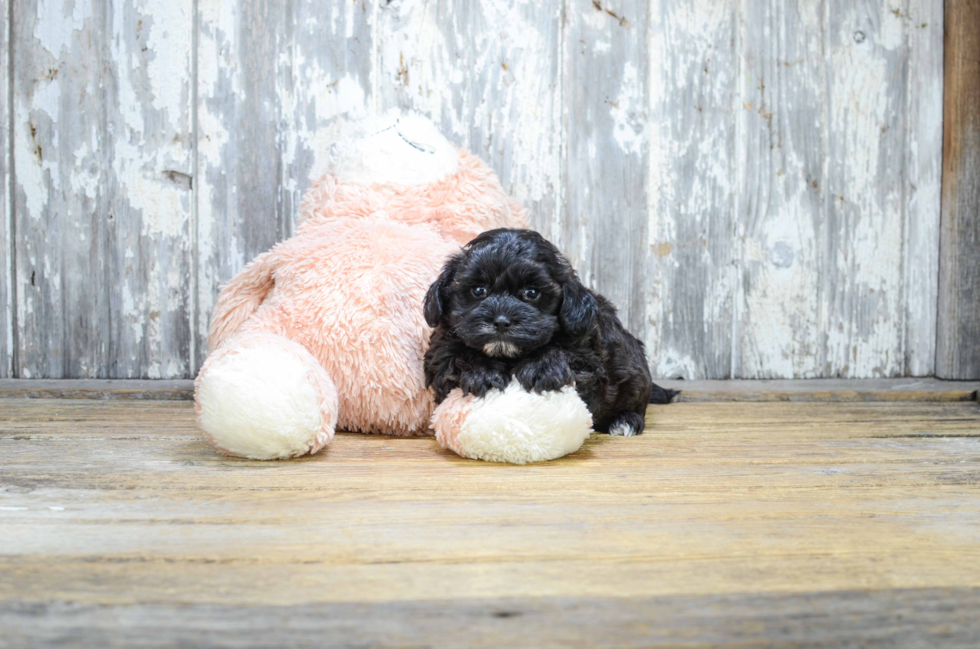 Teddy Bear Puppy for Adoption