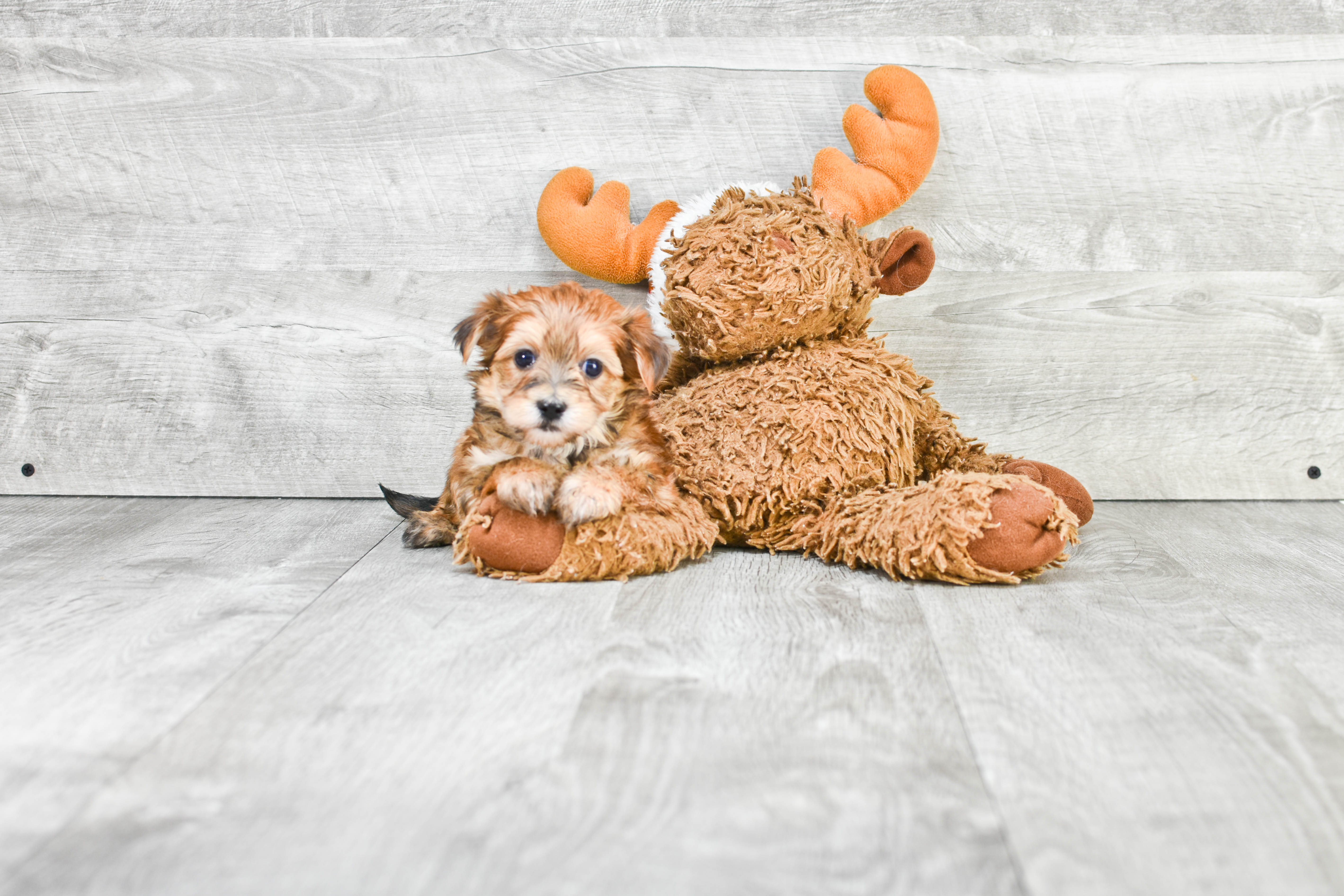 Energetic Yorkie Designer Puppy