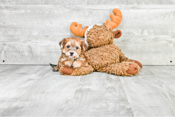 Energetic Yorkie Designer Puppy