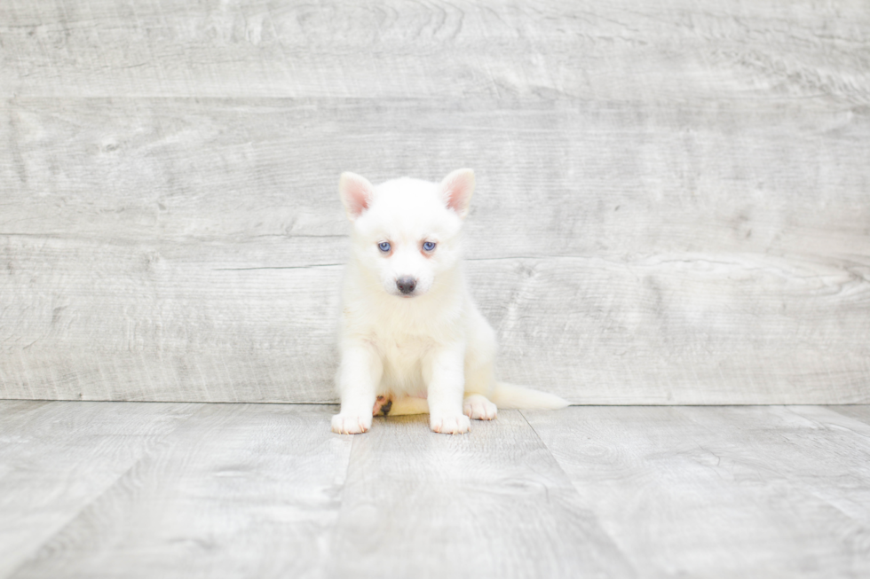 Smart Pomsky Designer Pup