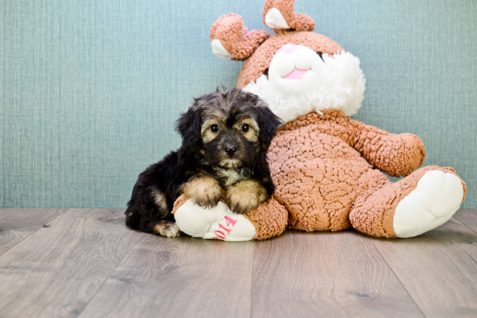 Hypoallergenic Yorkie Designer Puppy