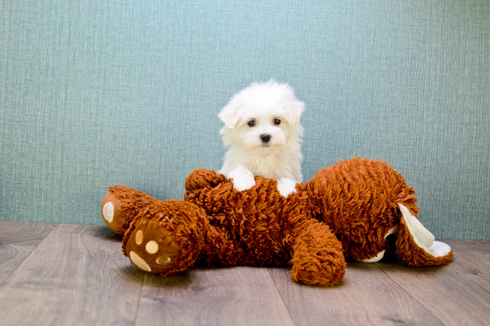 Best Maltese Baby