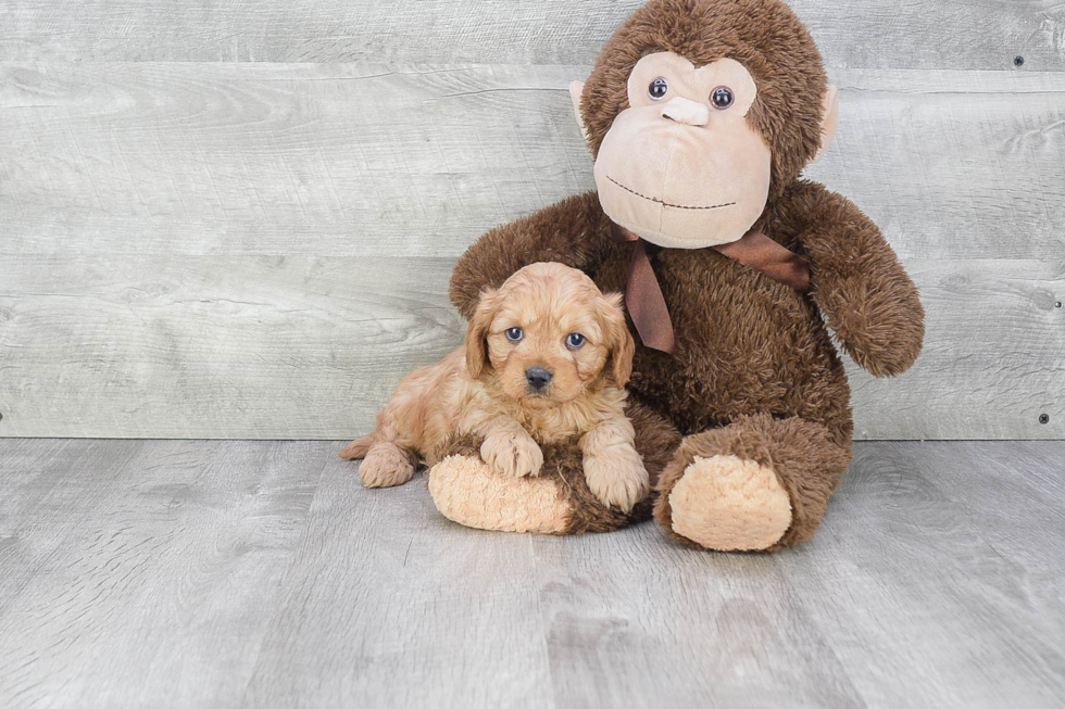 Smart Cavapoo Poodle Mix Pup