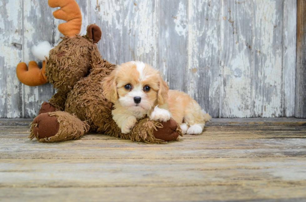 Cavachon Pup Being Cute