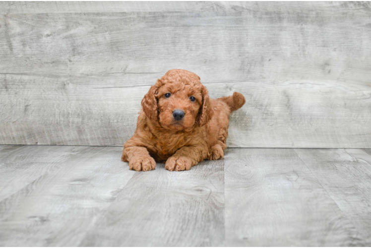 Popular Mini Goldendoodle Poodle Mix Pup