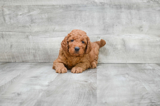 Popular Mini Goldendoodle Poodle Mix Pup