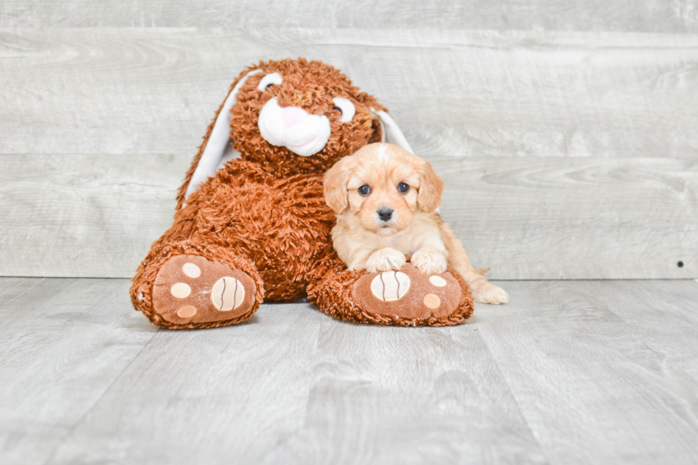 Best Cavapoo Baby