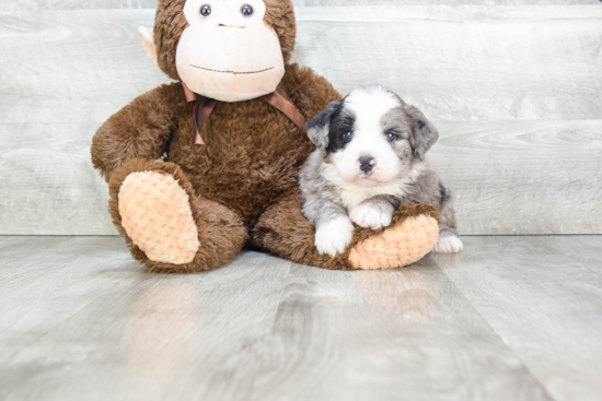 Mini Bernedoodle Puppy for Adoption