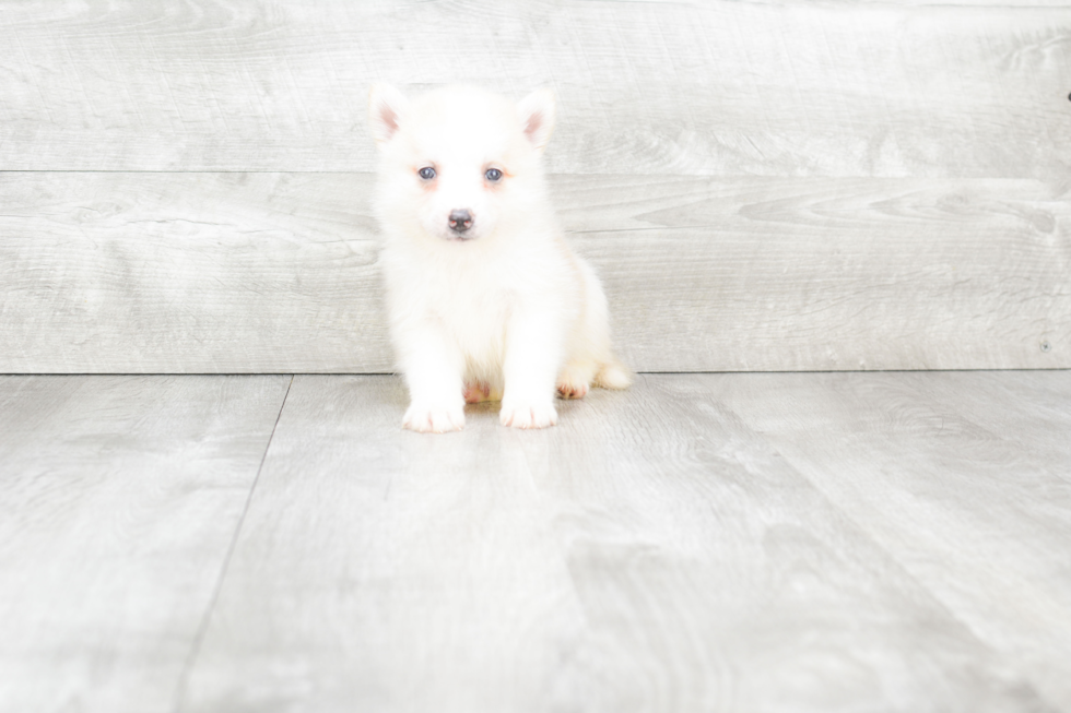 Pomsky Pup Being Cute