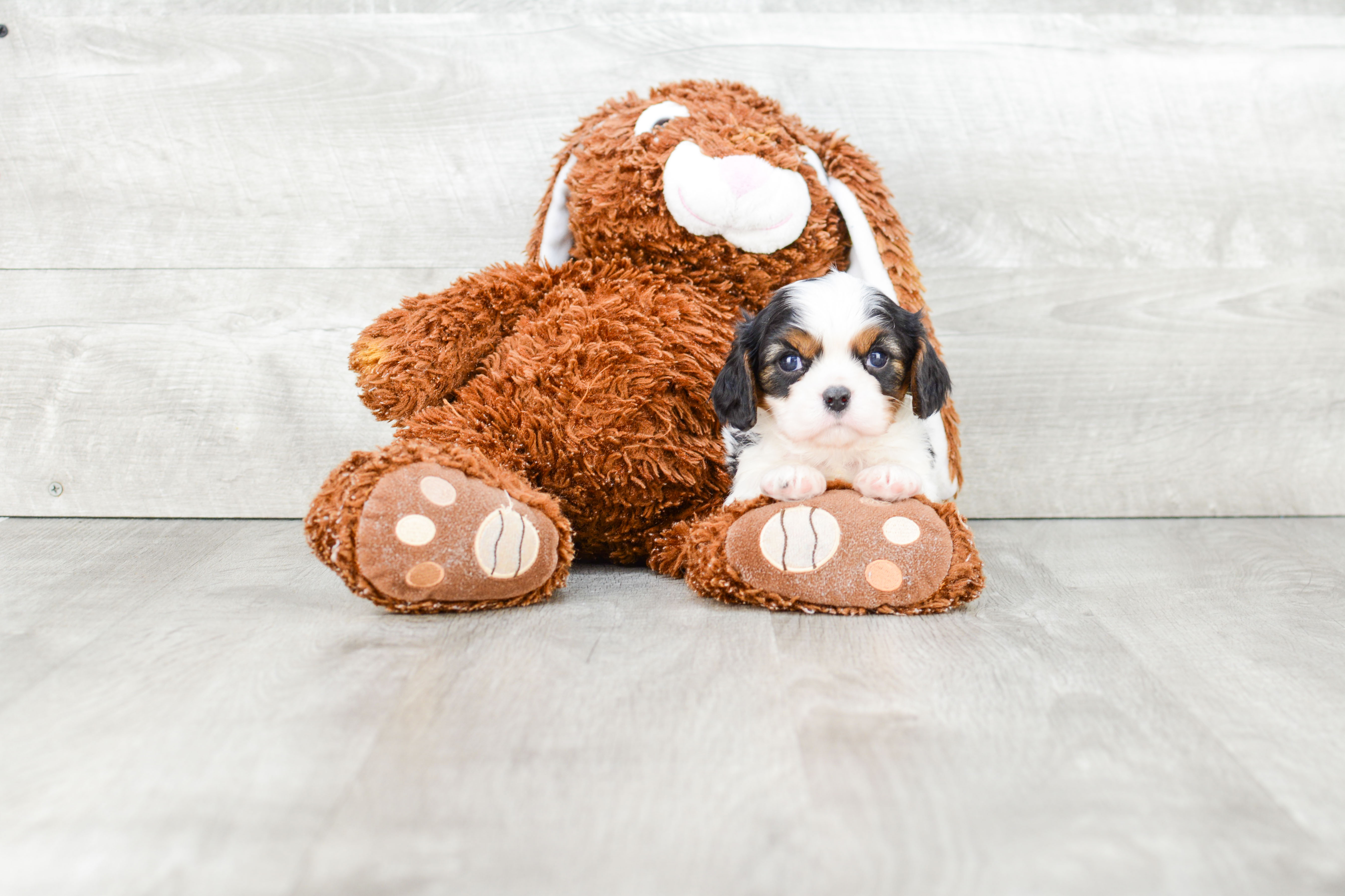 Smart Cavalier King Charles Spaniel Purebred Puppy