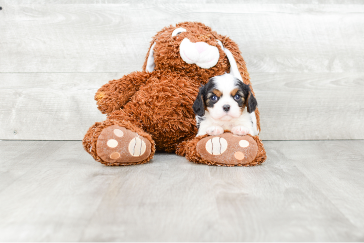 Smart Cavalier King Charles Spaniel Purebred Puppy