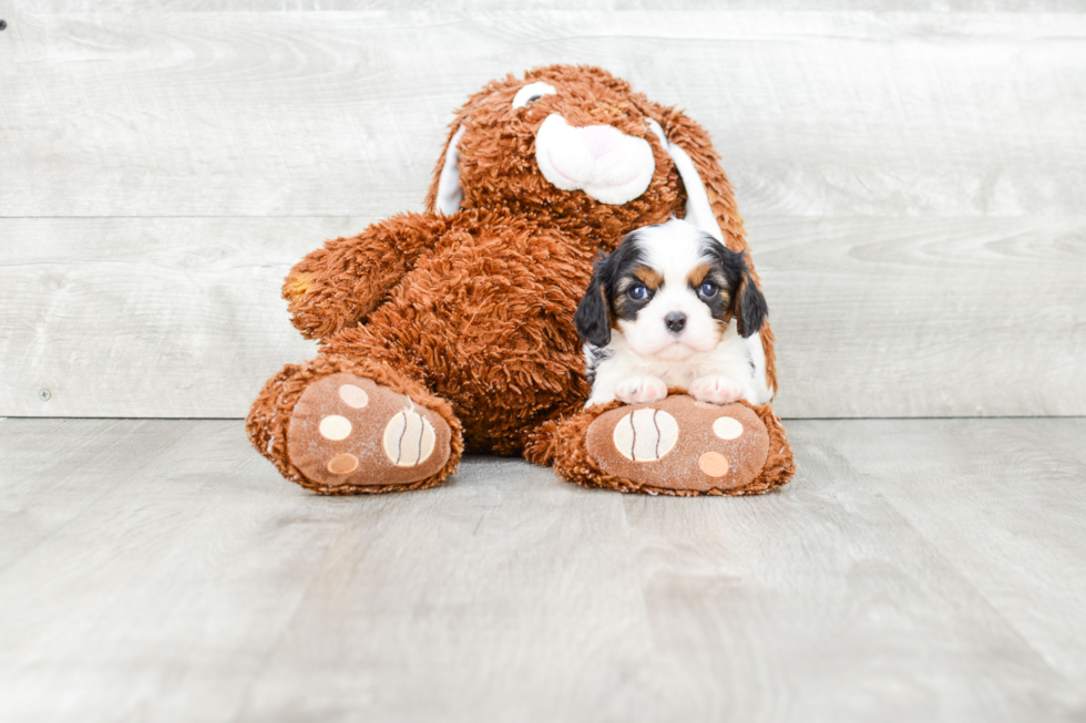 Smart Cavalier King Charles Spaniel Purebred Puppy