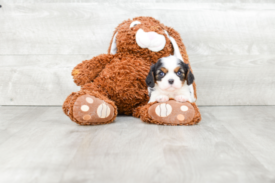 Smart Cavalier King Charles Spaniel Purebred Puppy