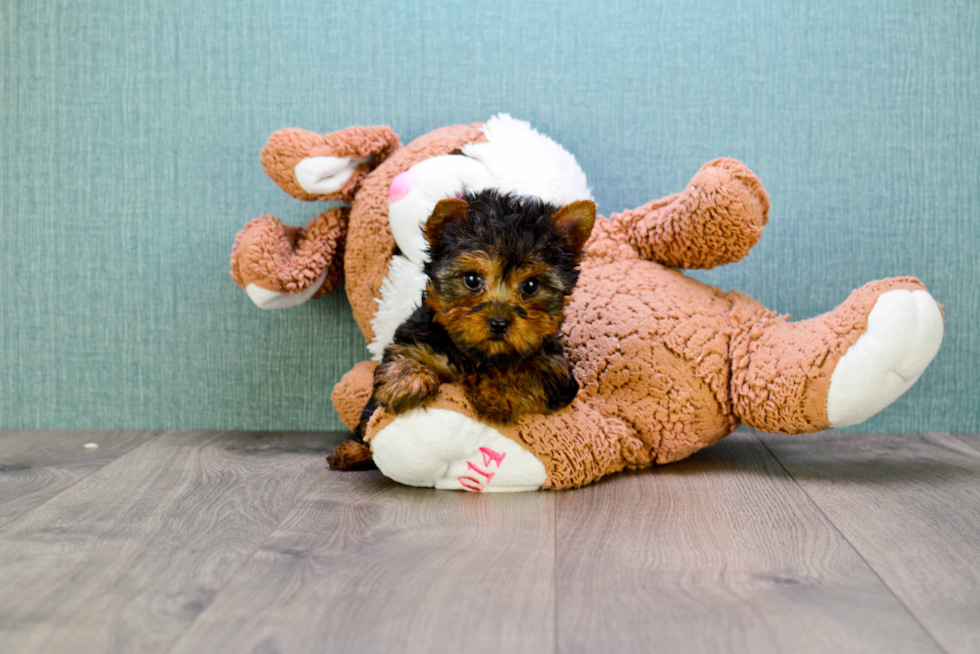 Meet Sloane - our Yorkshire Terrier Puppy Photo 