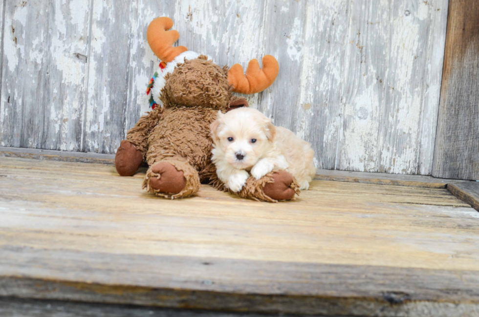 Friendly Maltipoo Baby