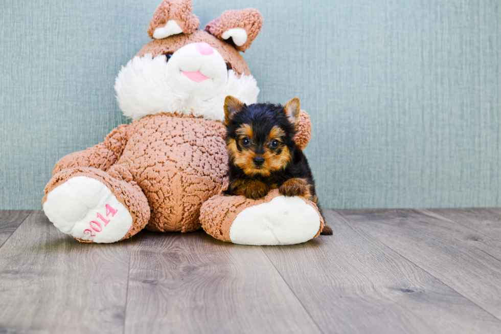 Meet Steph - our Yorkshire Terrier Puppy Photo 