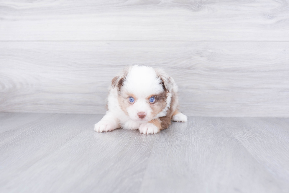 Happy Mini Aussiedoodle Baby