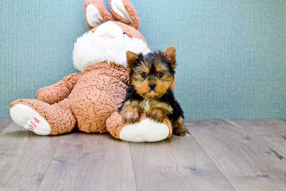 Meet Rocky - our Yorkshire Terrier Puppy Photo 