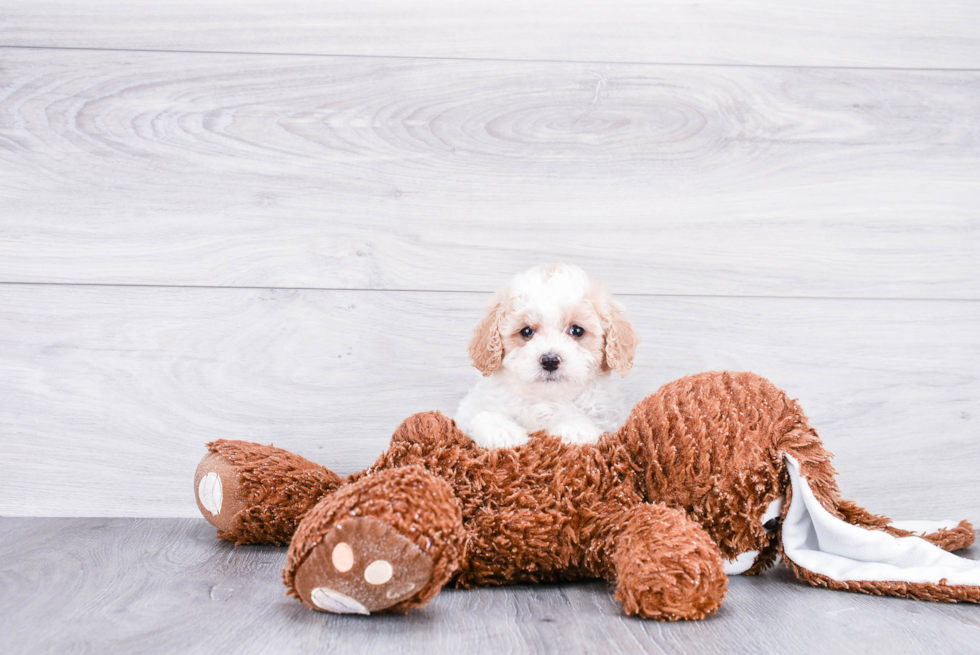 Cute Cockapoo Baby