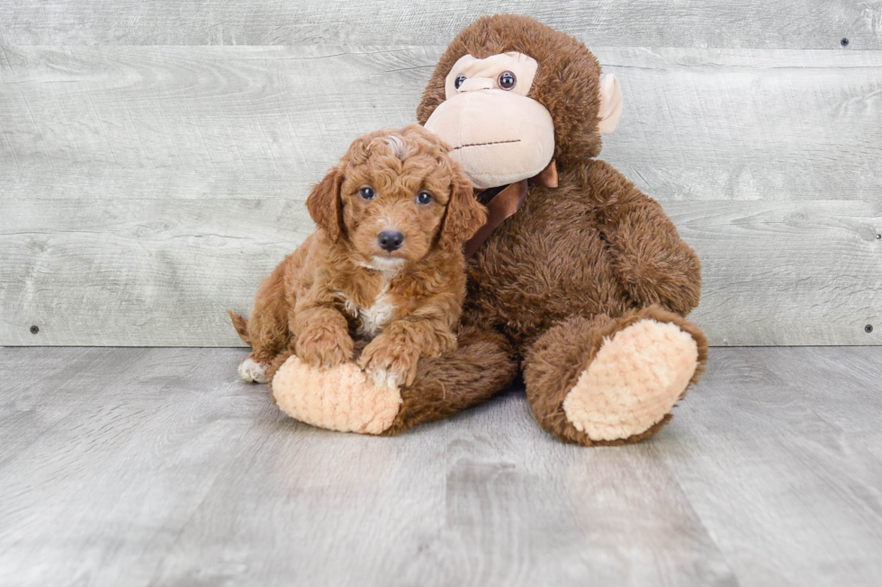 Playful Golden Retriever Poodle Mix Puppy