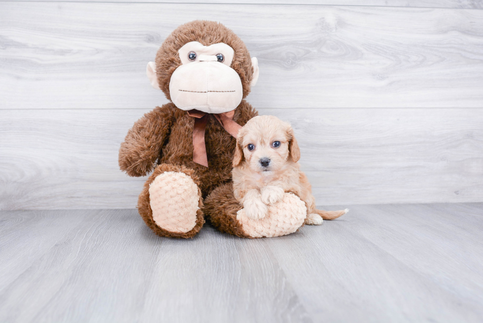 Adorable Cavalier Designer Puppy