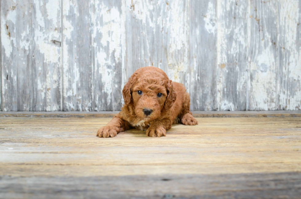 Best Mini Goldendoodle Baby