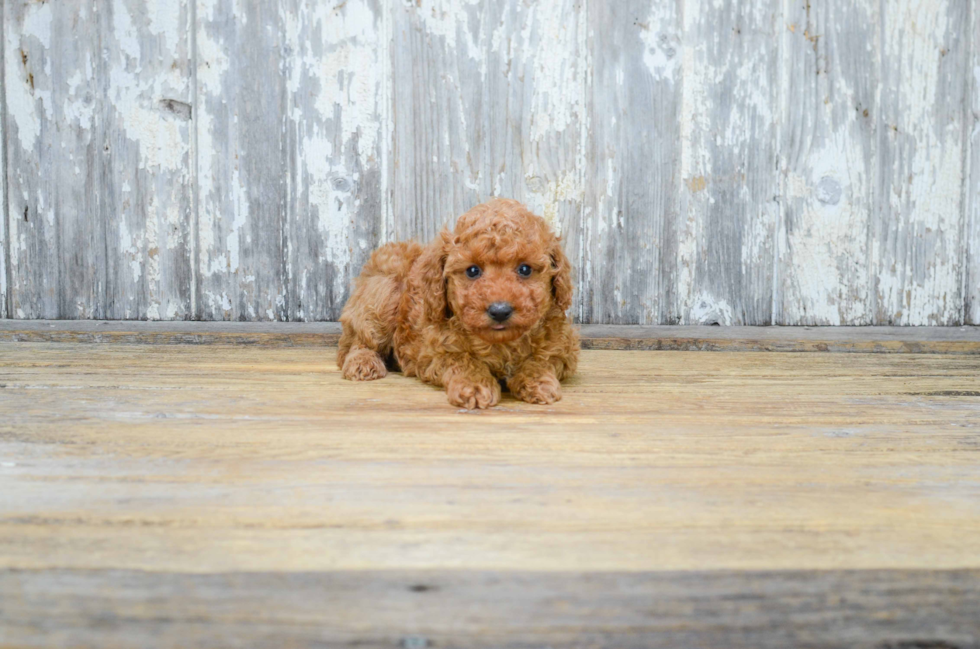 Adorable Cavoodle Poodle Mix Puppy