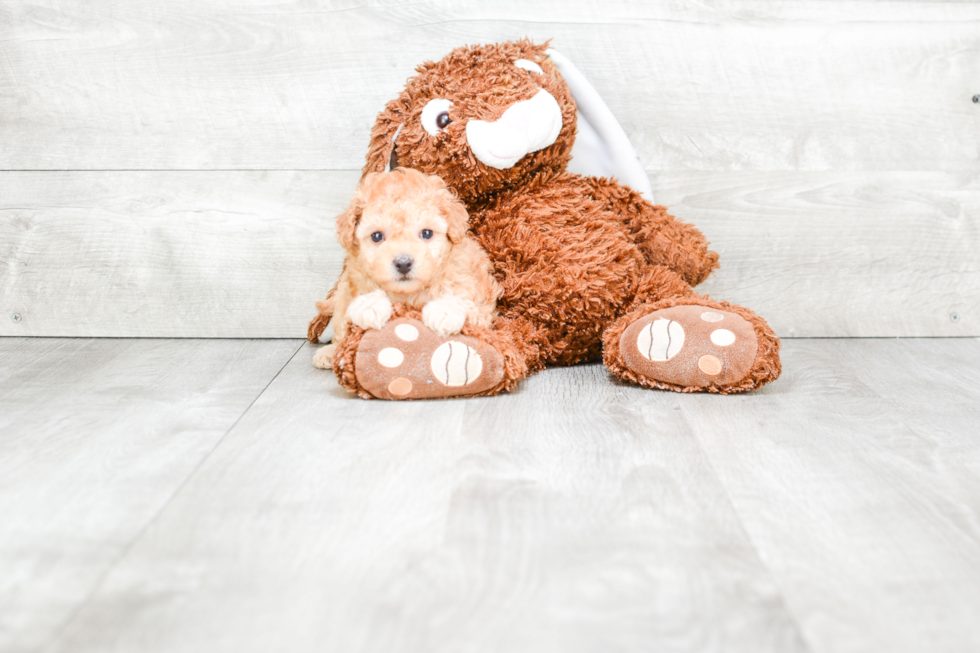 Hypoallergenic Maltese Poodle Poodle Mix Puppy