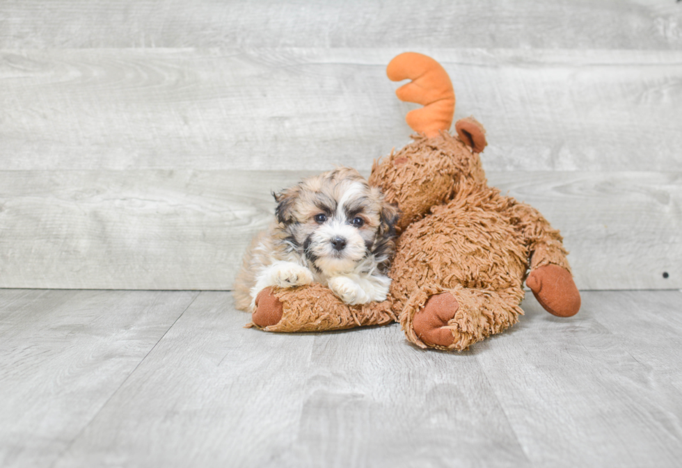 Havanese Puppy for Adoption