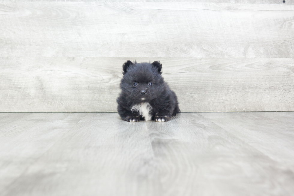 Pomeranian Puppy for Adoption