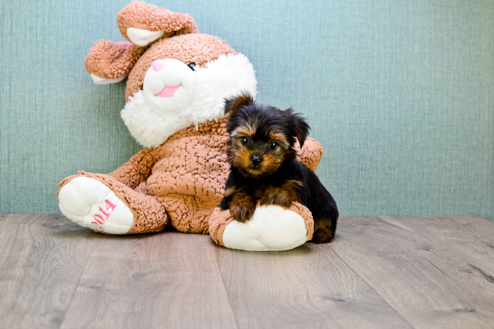 Meet Bella - our Yorkshire Terrier Puppy Photo 