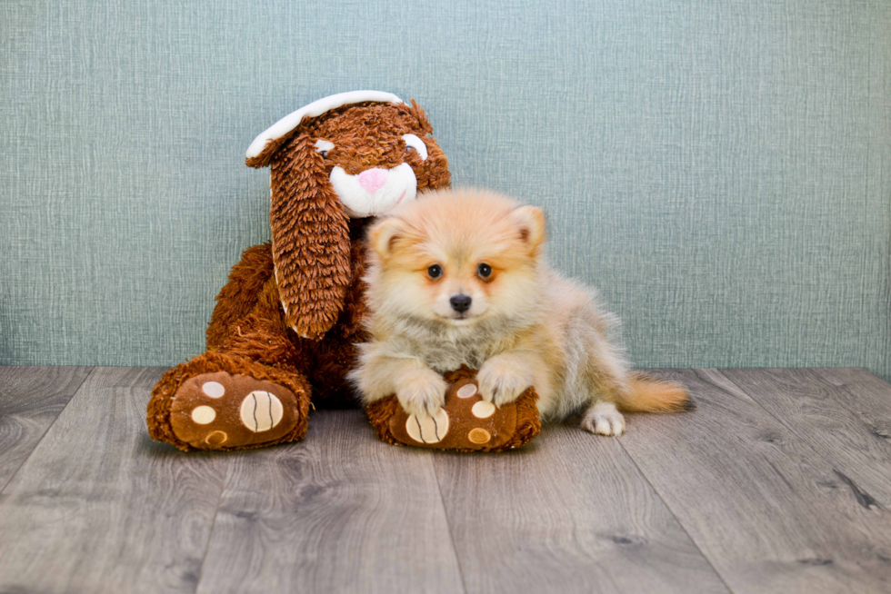 Best Pomeranian Baby