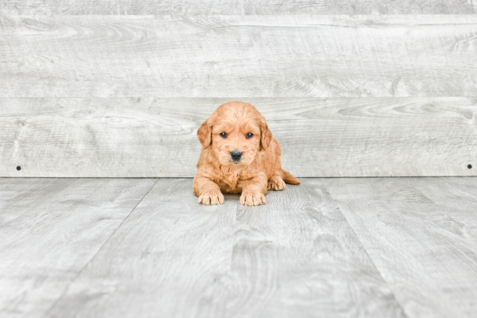 Hypoallergenic Golden Retriever Poodle Mix Puppy