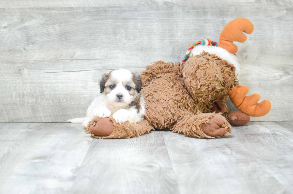 Teddy Bear Pup Being Cute