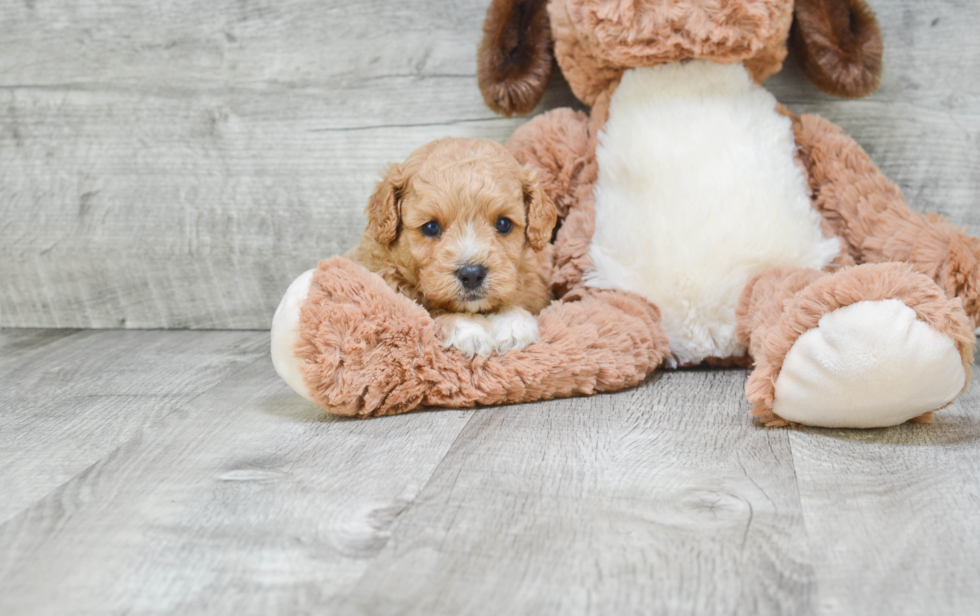 Cavapoo Puppy for Adoption