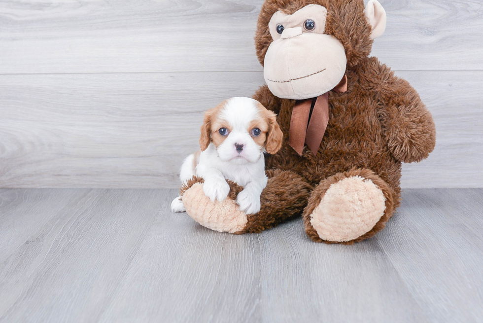 Cavalier King Charles Spaniel Pup Being Cute