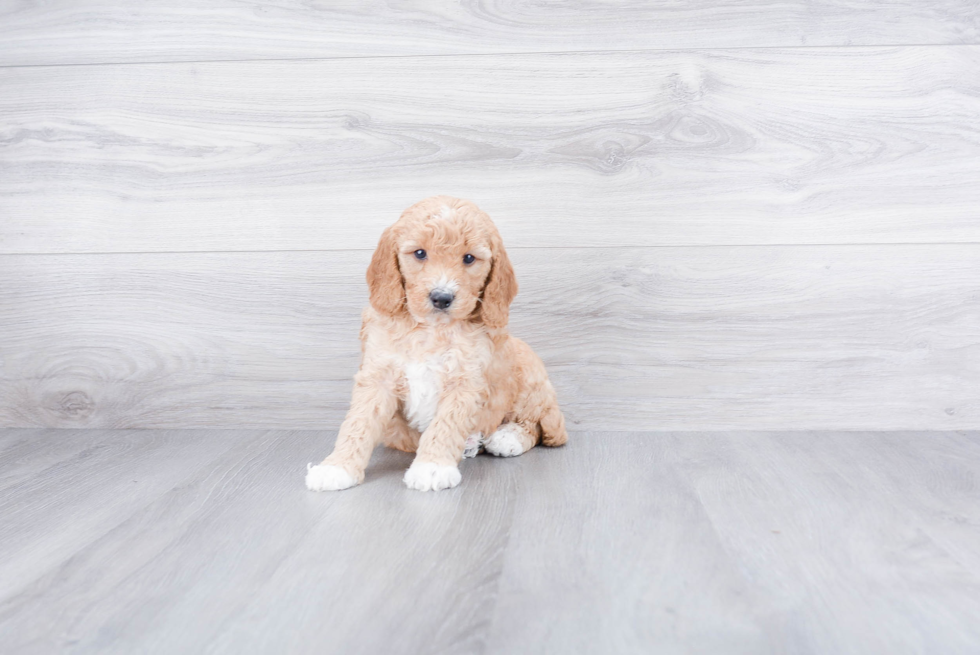 Best Mini Goldendoodle Baby