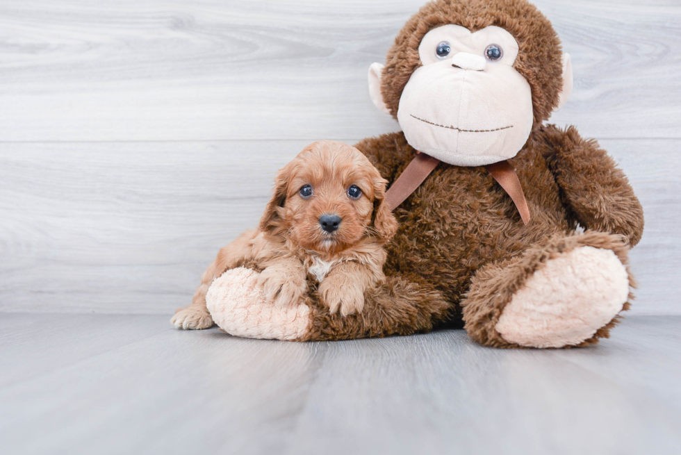 Best Cavapoo Baby