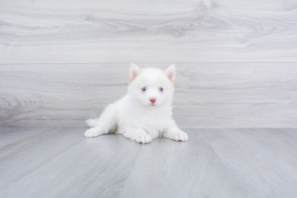 Pomsky Puppy for Adoption